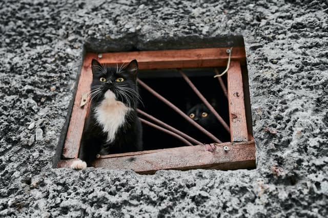 Come far accettare un nuovo gatto..a un gatto!