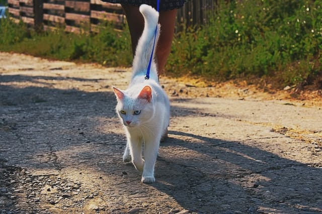 Portare il gatto al guinzaglio