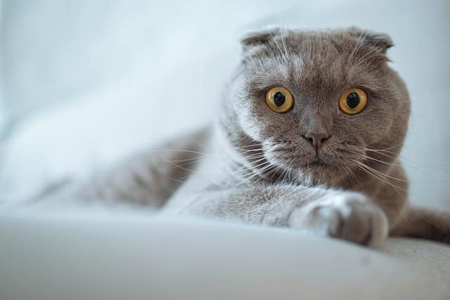 Dermatite allergica da punture di pulci nei gatti (DAPP)