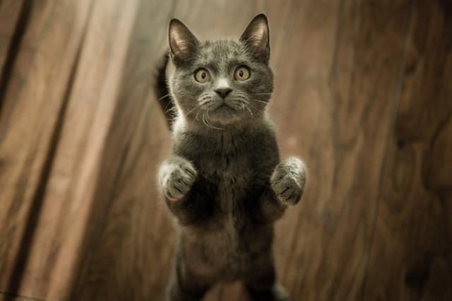 Gatto con zampa gonfia