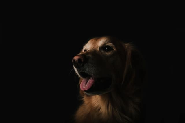 Perchè il mio cane mi lecca sempre i piedi?