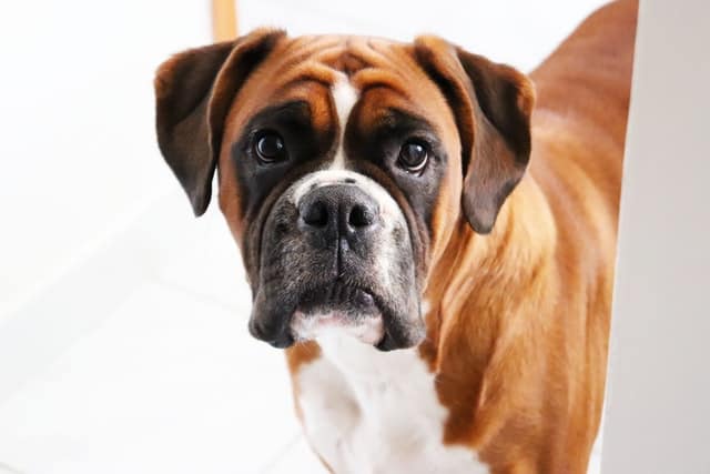 Personalità del cane