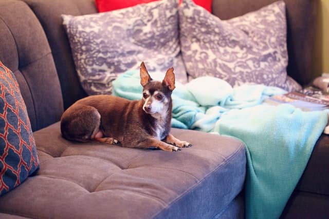 Come aiutare un cane anziano