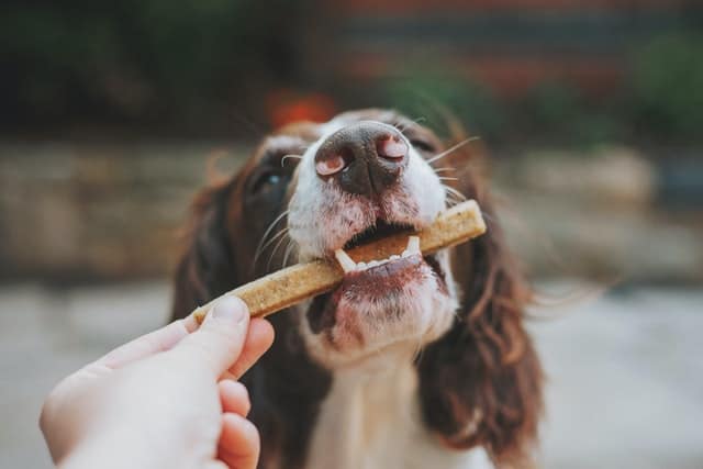 Cosa mangiano i cani?