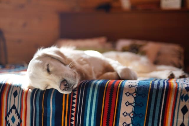 Tranquillanti naturali per cani