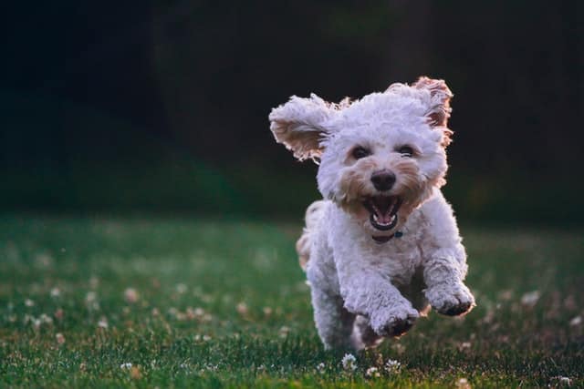Quanto deve mangiare un cane al giorno?