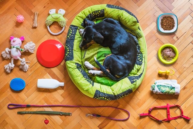 Le migliori marche di cibo per cani
