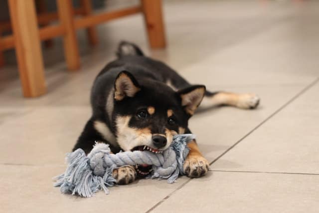Come insegnare al cucciolo a non mordere
