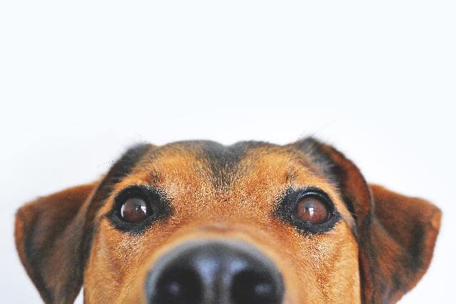 Il cane meticcio