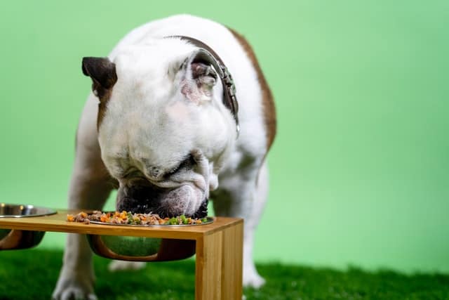 Cibo fatto in casa per cani