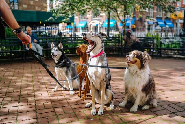 Migliori nomi per cani