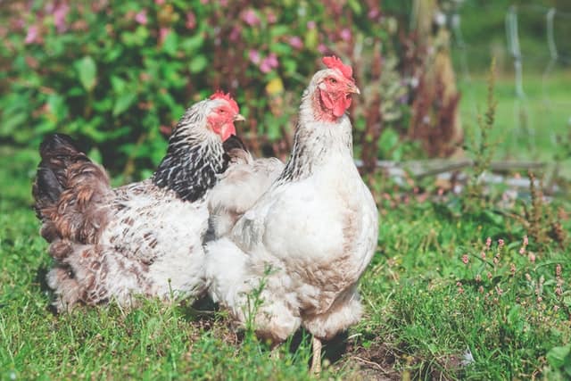 I cani possono mangiare il pollo?