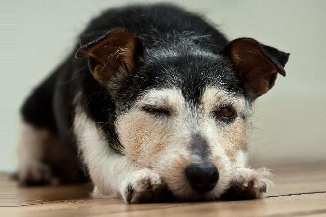 Il cane meticcio