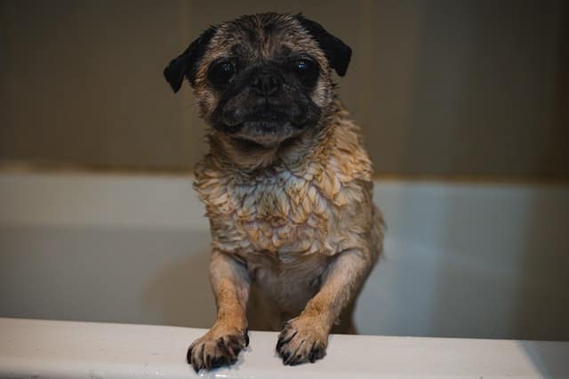 Quando fare il primo bagno al cucciolo