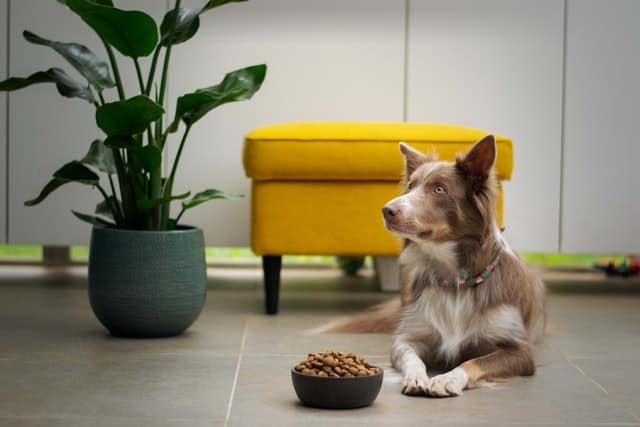 Il mio cane non mangia