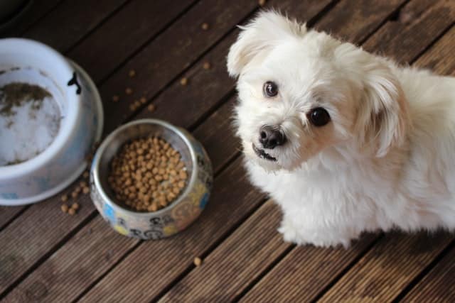 Cosa mangiano i cani?