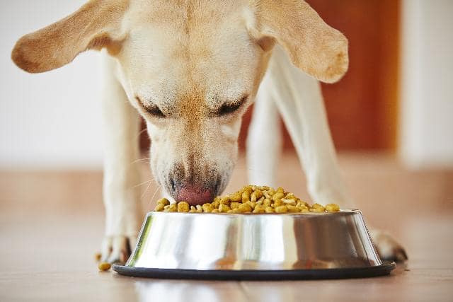 Quando passare al cibo per cani adulti