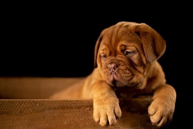 Cibo per cani con diarrea