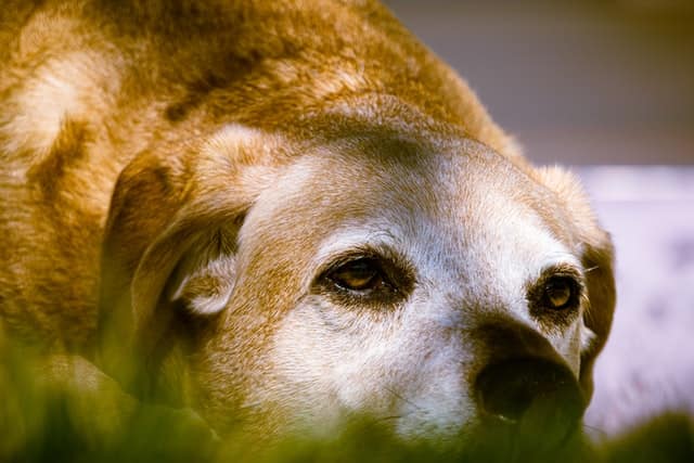 Come aiutare un cane anziano