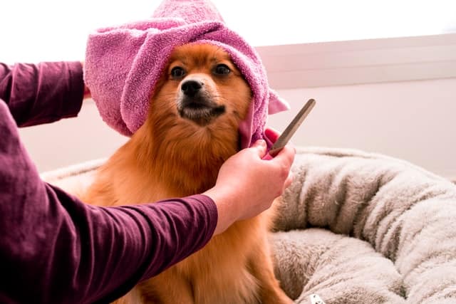 togliere i peli del cane dal divano