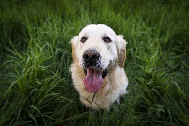 Cosa pensano i cani