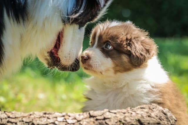 Allattamento cuccioli di cane