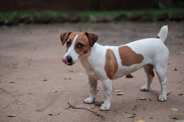 jack russell temperamento