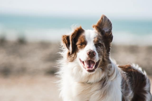 Perché il cane mangia le feci?