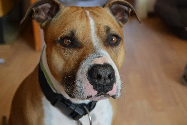Adottare un Pitbull