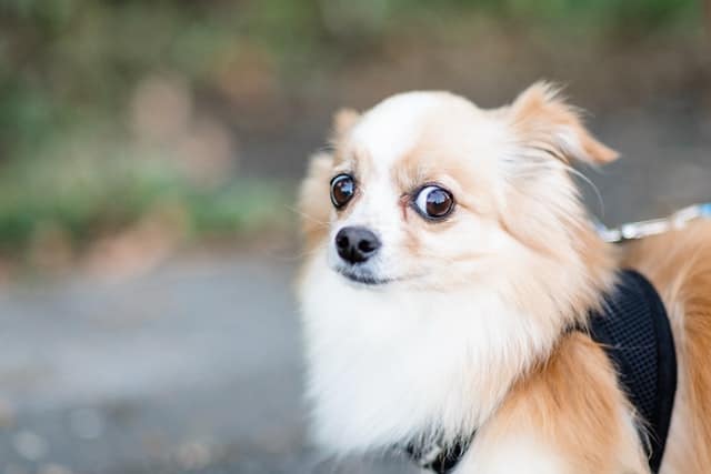 Paure dei cani
