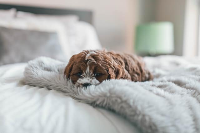Tranquillanti naturali per cani