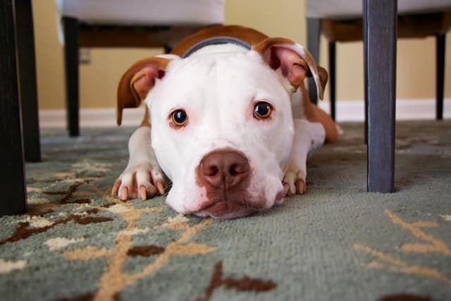 American Pitbull terrier "naso rosso"