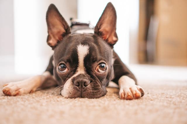 Boston terrier