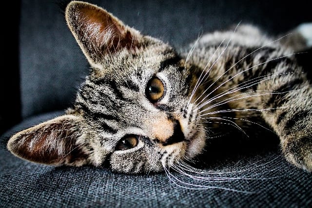 Acari nei gatti
