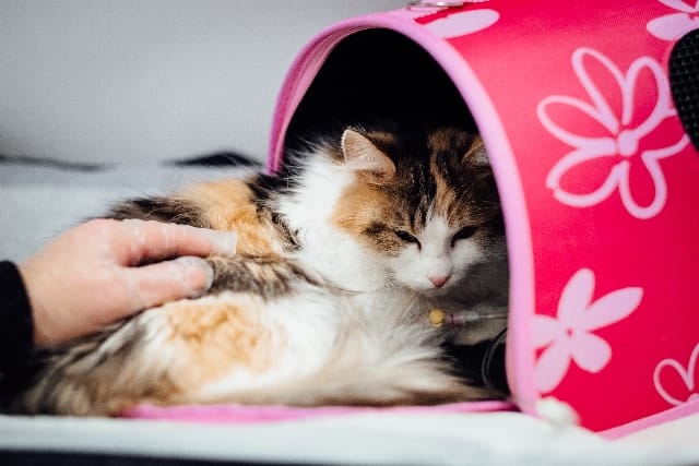 Toccare la pancia al gatto