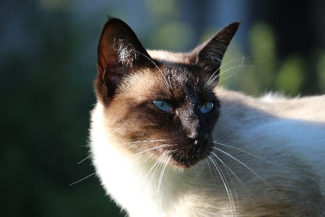 Il gatto Balinese
