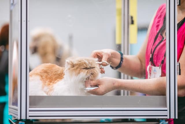 Boli di pelo nei gatti