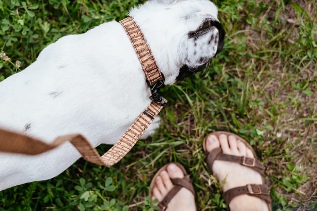 Cane che morde il guinzaglio