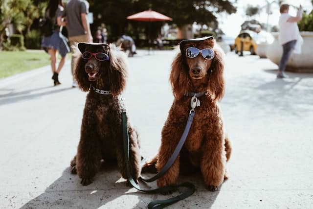 Qual è il cane più intelligente?