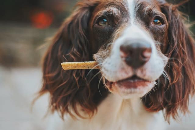 I cani possono mangiare il pollo?