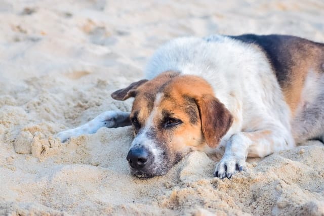 Cani al mare, consigli!