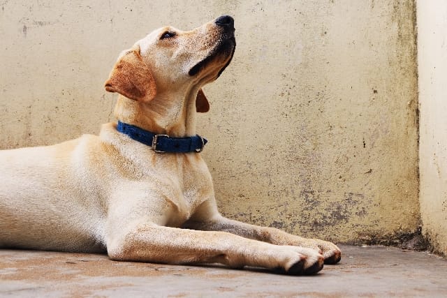 Cane stitico...Rimedi!