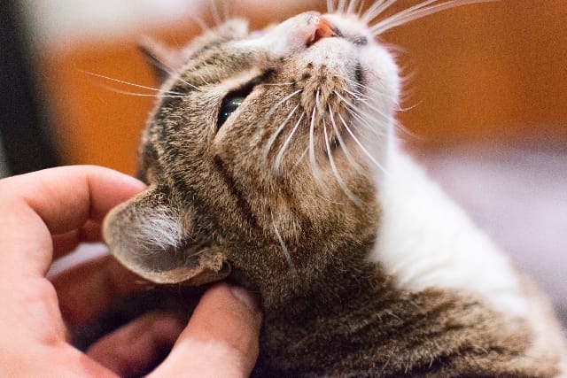 Come rilassare un gatto