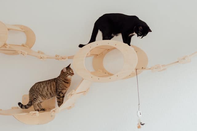 Come conquistare un gatto