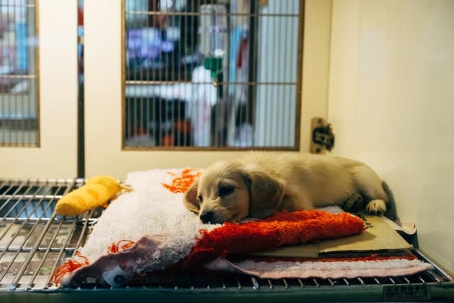 Sopprimere un cane