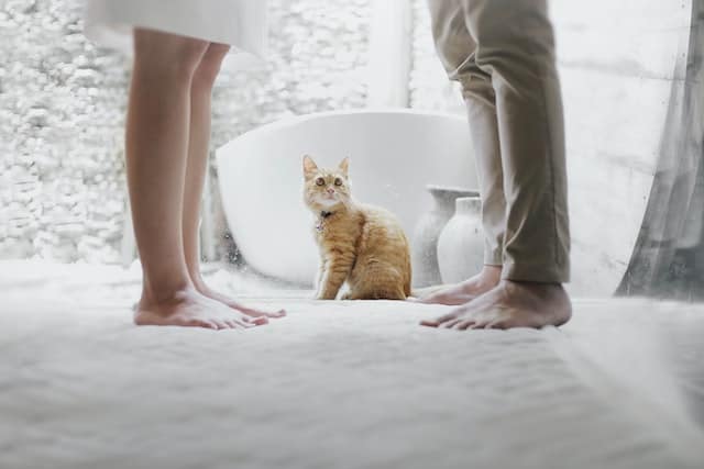 Perché i gatti odiano l'acqua?