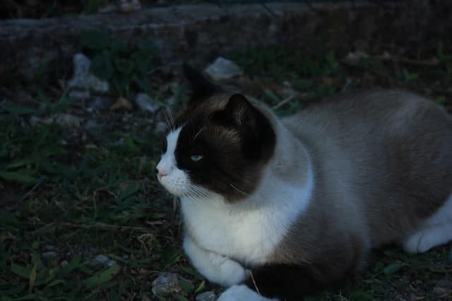 Il gatto delle ciaspole