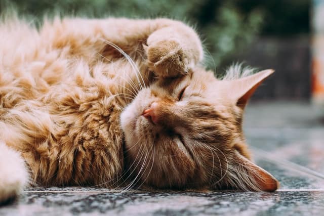 Depressione nel gatto