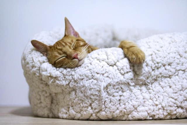 Quante ore dorme un gatto?