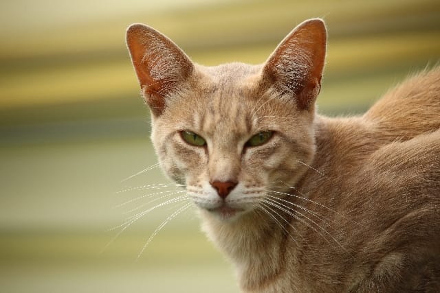 Gatto Giavanese